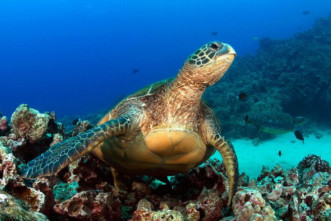 2 Tank Shore Dive at Sea Turtle Cove - Tips for an Enjoyable Dive Experience