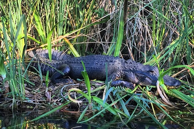 2Hour Everglades Kayak Safari Adventure Through Mangrove Tunnels - Booking and Cancellation Policy