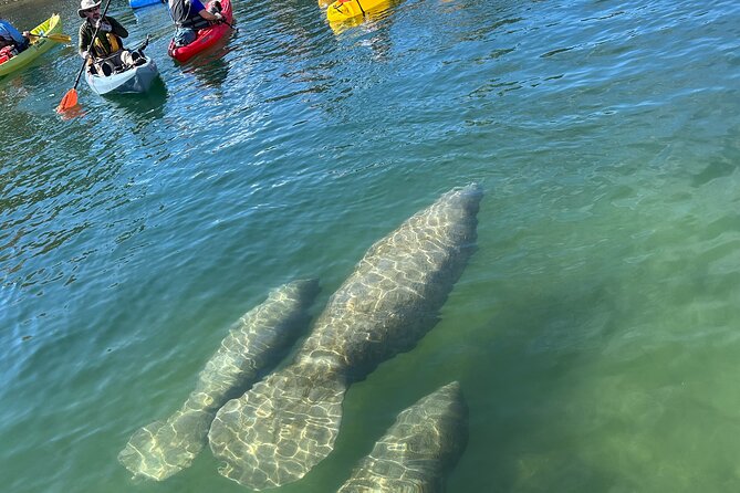 3 Hour Guided Single Kayak Adventure - Maximizing Your Crystal River Experience