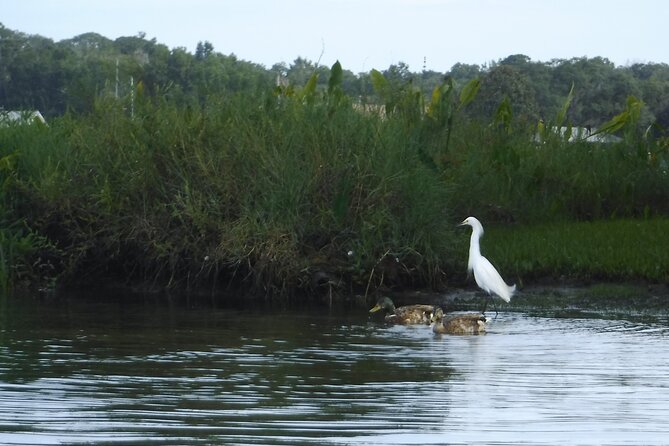 3 Hour See Crystal River Wildlife Safari Boat Cruise - Tips for a Great Safari Experience