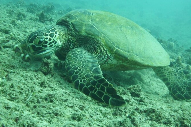 3-Hour Small-Group Maalaea Luxury Snorkel Cruise Tour - Discovering Molokini Crater