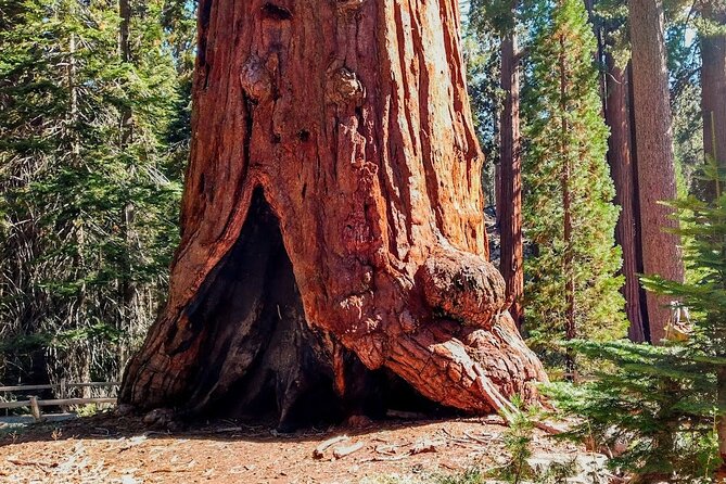 5 Star Rated Winter Private Tour in Sequoia - Customer Reviews and Feedback