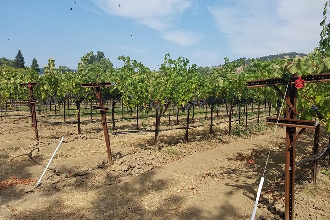 6-Hour Private Wine Tasting Tour With a Sample Stops - Important Policies and Restrictions
