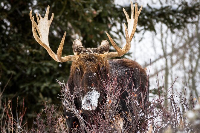 8 Hour Combination Snowshoe & Wildlife Viewing in Grand Teton National Park - Capturing Memories