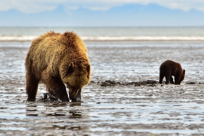 Alaska Bear Viewing Adventure From Seward - What to Expect on Your Tour