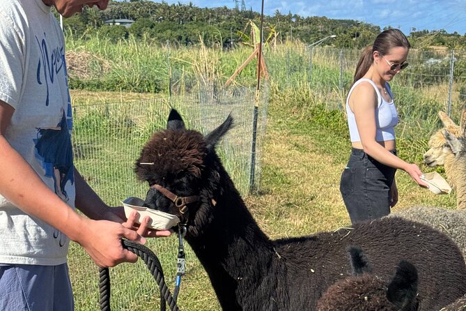 Alpaca Farm Experience on the Road to Hana - The Sum Up