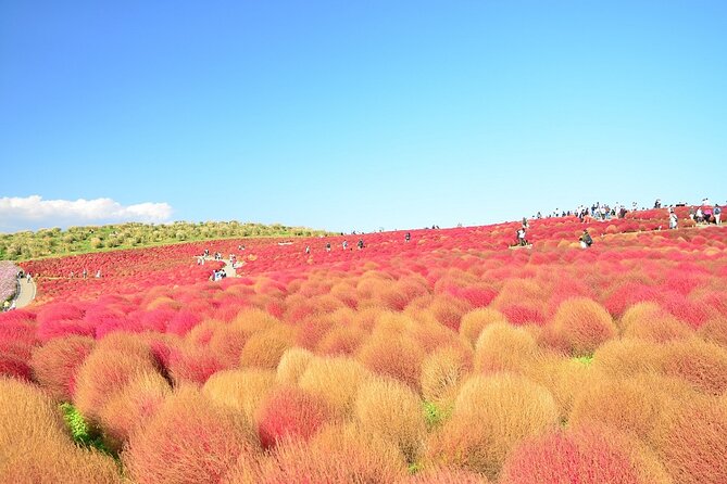 Autumn Flowers at Hitachi Seaside Park 1 Day From Tokyo - What to Expect at Hitachi Seaside Park