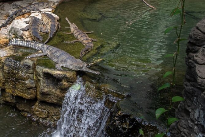 Bronx Zoo Admission Ticket - Sustainability and Conservation Efforts