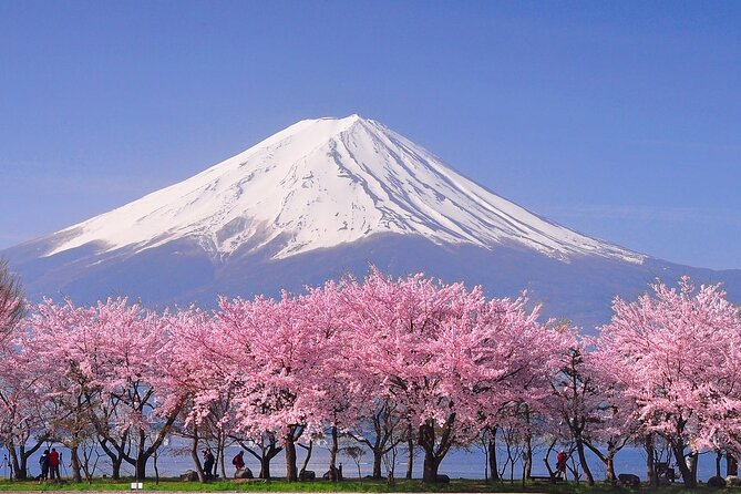 Cherry Blossom Mount Fuji Customizable Luxury Vehicle Guided Tour - Customizable Experience