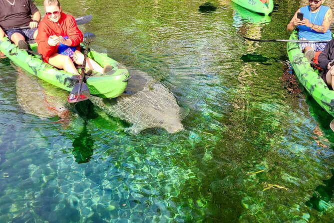 Clear Kayak or Paddleboard Manatee Adventure - Preparing for the Adventure: Tips and Expectations
