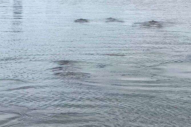 Coastal Discovery Cruise - Tips for an Enjoyable Cruise Experience
