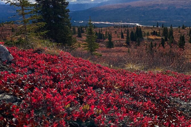 Denali National Park Walking Tour - Booking and Logistics