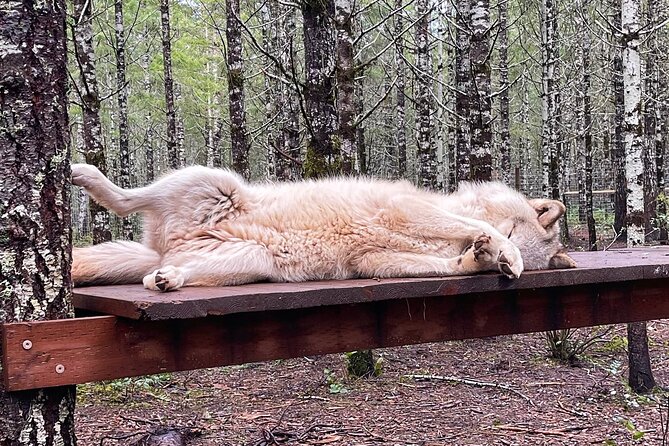 Discover the Beauty of the Wild & Roam in the Spirit of the Wolf - Preparing for the Tour