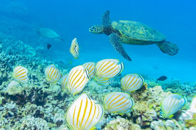 Discover the Magic of Coral Garden's Turtle Town - Maalaea Harbor - Traveler Reviews and Feedback
