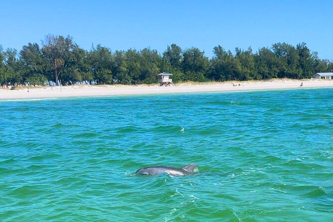 Dolphin Watching Boat Tour Around Anna Maria Island - Tips for an Enjoyable Tour