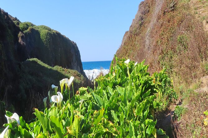 Driving the California Coast: A Self-Guided Audio Tour - Traveler Experiences and Reviews