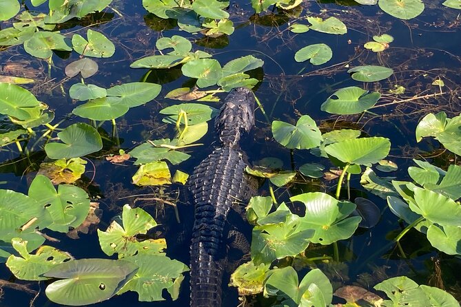 Everglades National Park: 3 Hikes + 90 Minute Boat Tour + Lunch - The Sum Up