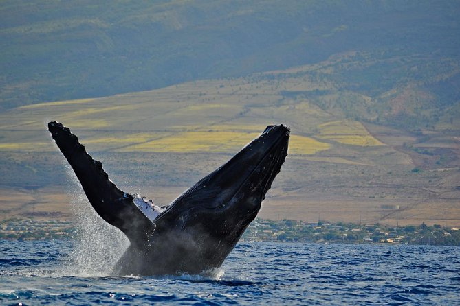 From Maalaea Harbor, Maui: Whale Watch Cruise Aboard Malolo - The Sum Up