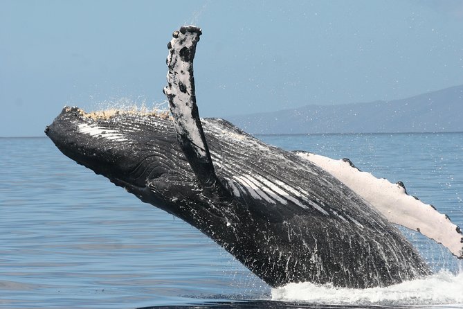 From Maalaea Harbor: Whale Watch Cruise Aboard the Malolo - Customer Feedback and Reviews