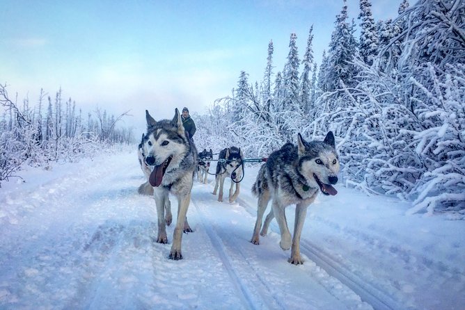 Full Day Drive Your Own Dog Team Dog Sledding Tour - The Sum Up