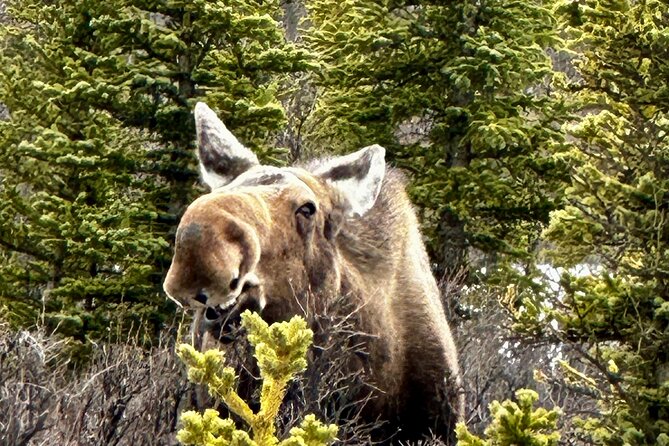 Full Day Fairbanks to Denali Winter Adventure Tour - Lunch and Dining Options