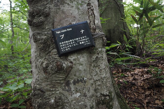 Full Day World Heritage Shirakami Mountains Hiking Tour - Cultural Highlights