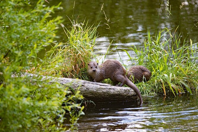 Grand Teton and Its Wildlife: Private Guided Tour - Unparalleled Ratings and Traveler Recommendations