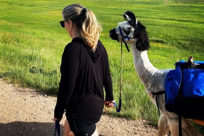 Guided Llama Hike in the Rocky Mountains - Pricing Information