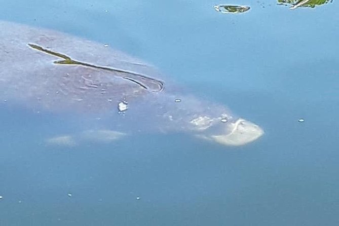 Guided Two Hour Boat Tour of the Indian River Lagoon - Recommendation for Travelers