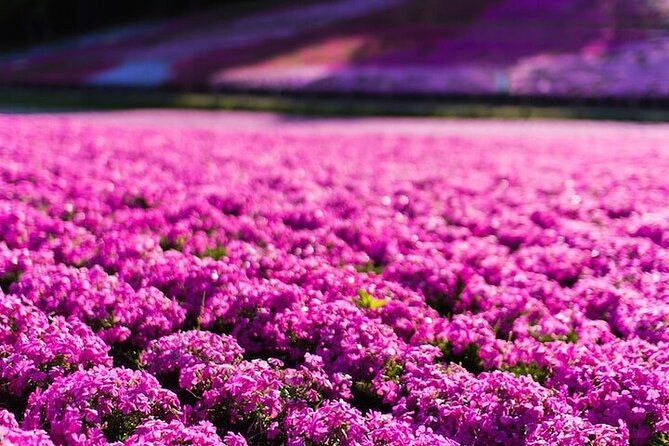 Hakone Mt. Fuji Tour by Car With Pickup and Drop off From Tokyo - What to Expect