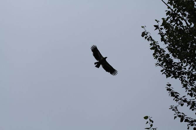 Half-Day Chilkat Bald Eagle Preserve Float Tour - Wildlife Viewing Opportunities