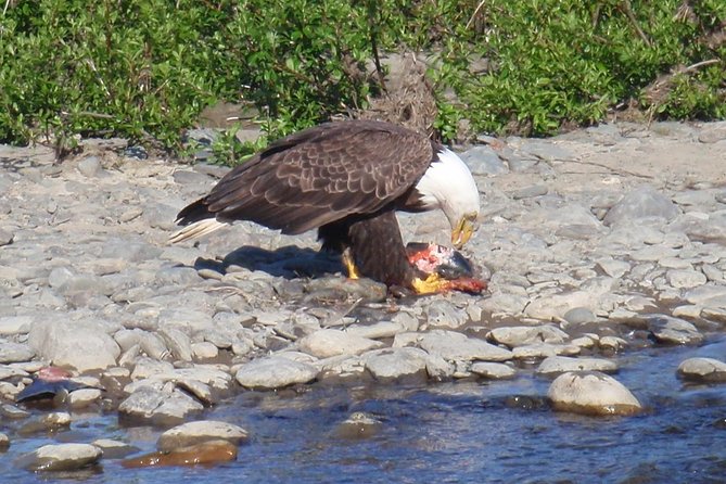 Half-Day Fishing Trip on the Kenai River - About the Kenai River