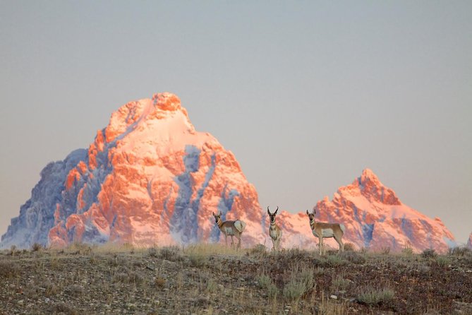 Half Day Private Sunrise Wildlife Safari - Customer Reviews and Experiences