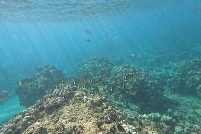 Hanauma Bay Guided Snorkeling Tour With Transportation - Aquarium-like Marine Life