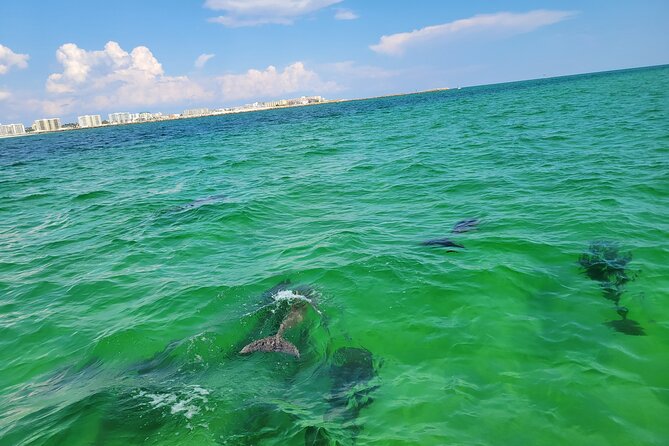 Hydro Rocket Dolphin Sightseeing Boat Tour From Destin - Why Choose the Hydro Rocket Dolphin Tour