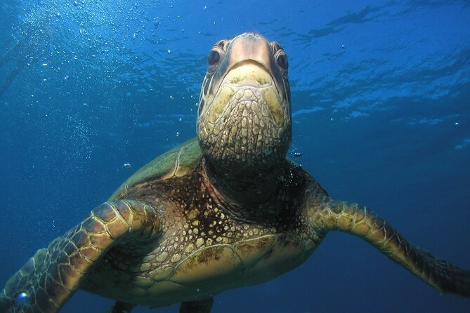 Intro Dive Kaanapali Swim Ability Required - Preparing for the Dive