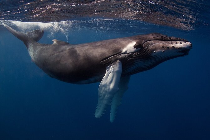 Kauais Exclusive Morning Scuba Charter for Experienced Divers - Intimate and Exclusive Charter