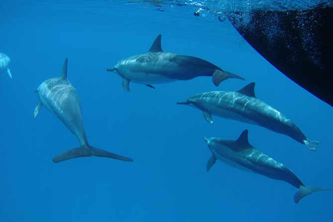 Kauais Ultimate South Side Whale & Dolphin Zodiac Boat Adventure - Highlights of the Tour