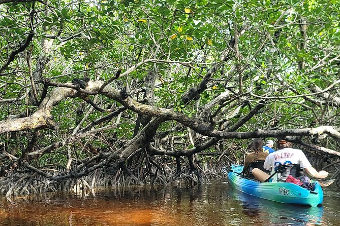 Kayak Through Mangrove Forests in the Florida Keys - The Sum Up