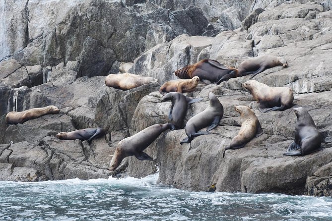 Kenai Fjords Orca Quest Cruise - Highlights of the Orca Quest Experience