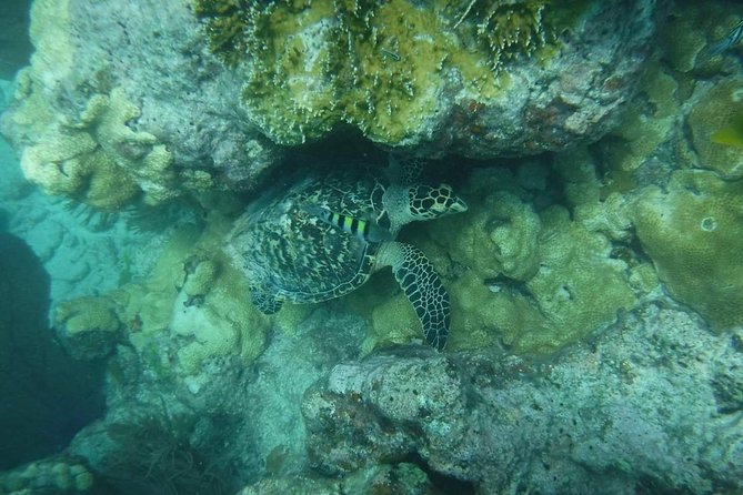 Key West Sunset Snorkel With Unlimited Draft Beer & Wine - Booking Information