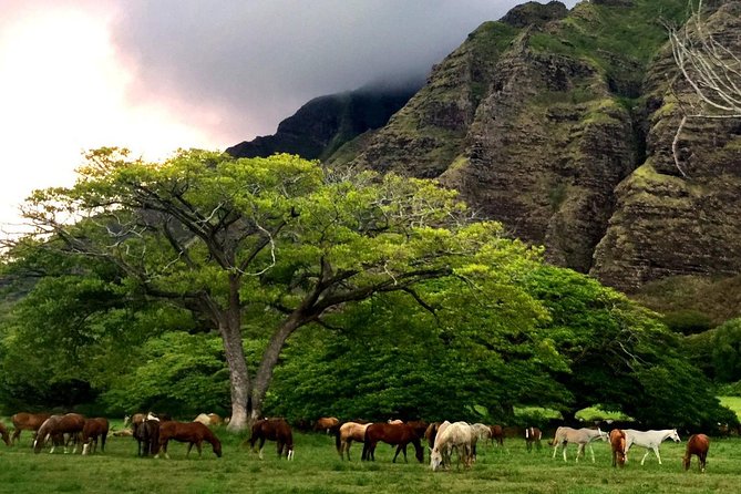 Kualoa Ranch: Novice E-Bike - Why Choose Kualoa Ranch