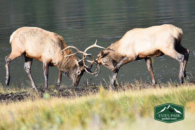 Lower Valley Tour RMNP - Accessibility and Service Animals