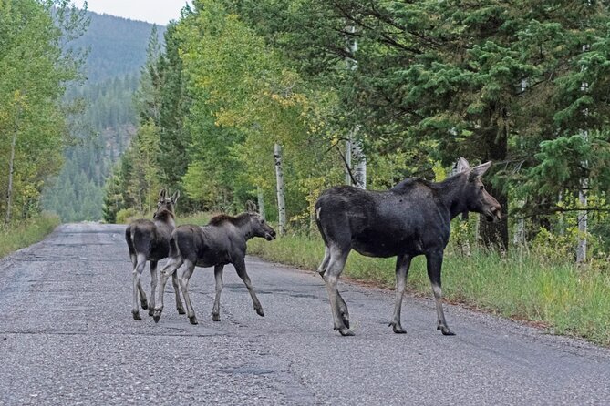 Luxury Private Grand Teton National Park Full-Day Tour - Tour Flexibility and Personalization