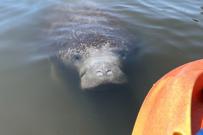 Manatee Discovery Anna Maria Island - Preparing for Your Memorable Kayaking Tour