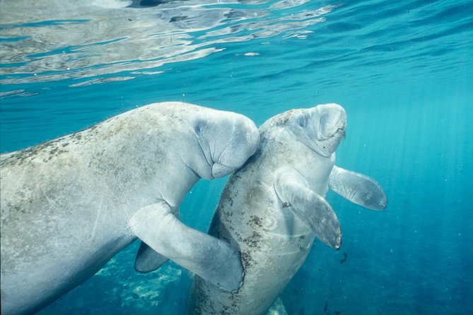 Manatee Swim and Wildlife Park With Upgrade Options From Orlando - Preparing for Your Visit