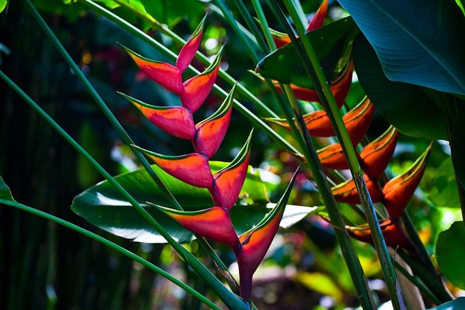 Manoa Waterfall Hike From Waikiki With Healthy Lunch Included - Guest Experiences and Feedback