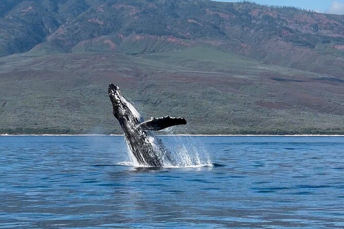 Maui Mid Day Magic Whale Watch - Customer Reviews and Feedback