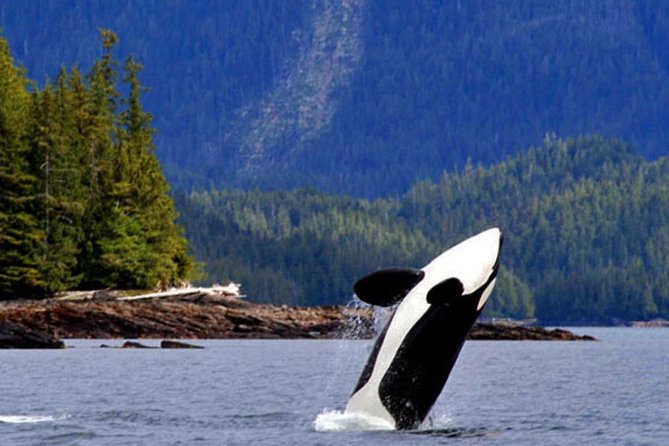 Misty Fjords Expedition - 6 Passenger Boat - Customer Feedback and Reviews