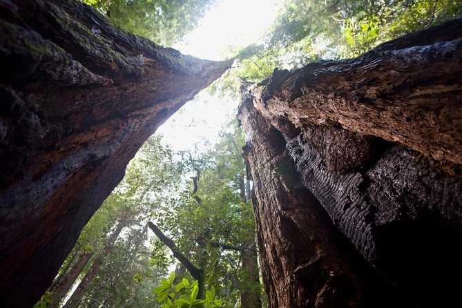 Mix & Save: Muir Woods and Sausalito + Escape From the Rock Cruise - Accessibility Considerations